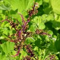 Solenostemon x 'Starpride' (2)
